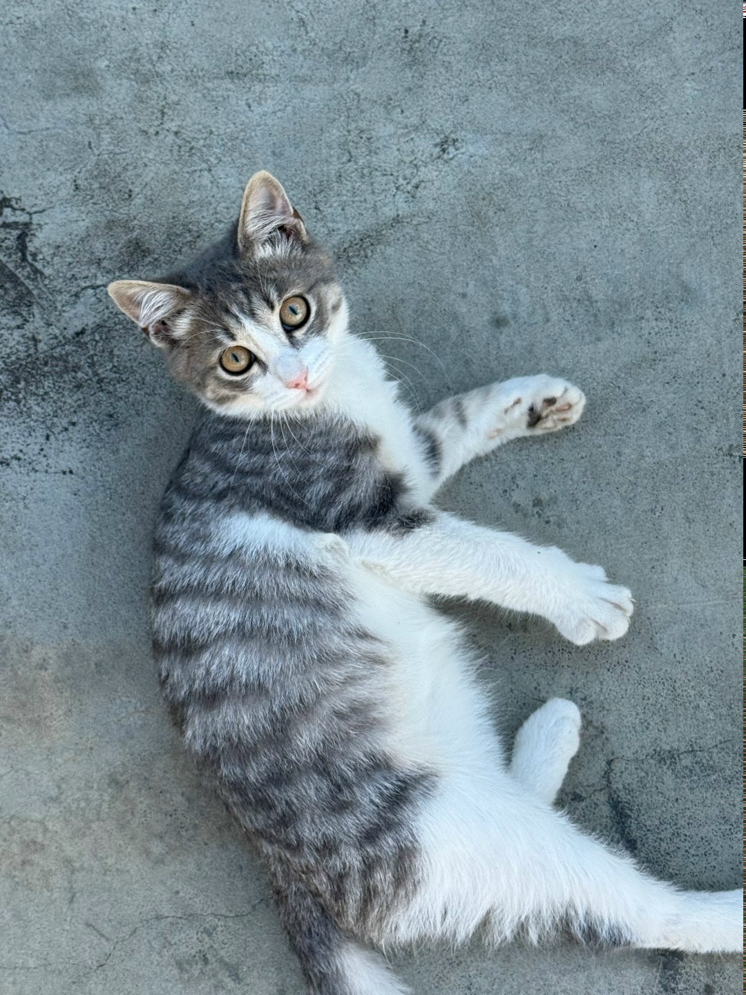 Найдена собака в Чите — фото объявления