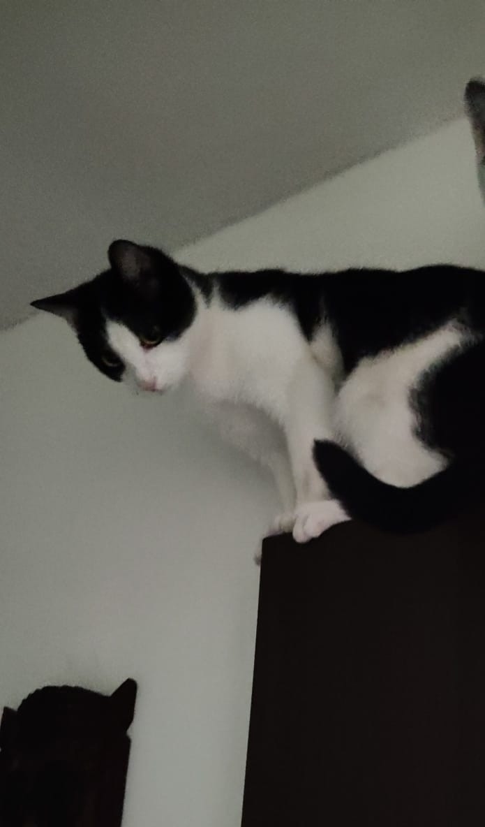 Найдена собака в Чите — фото объявления