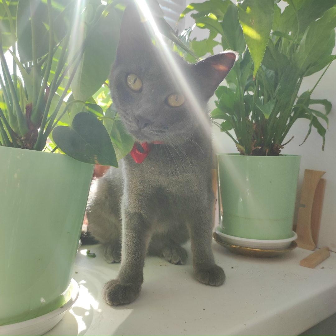 Найдена собака в Чите — фото объявления