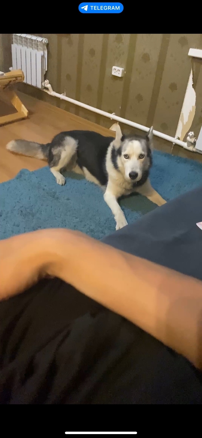 Найдена собака в Чите — фото объявления