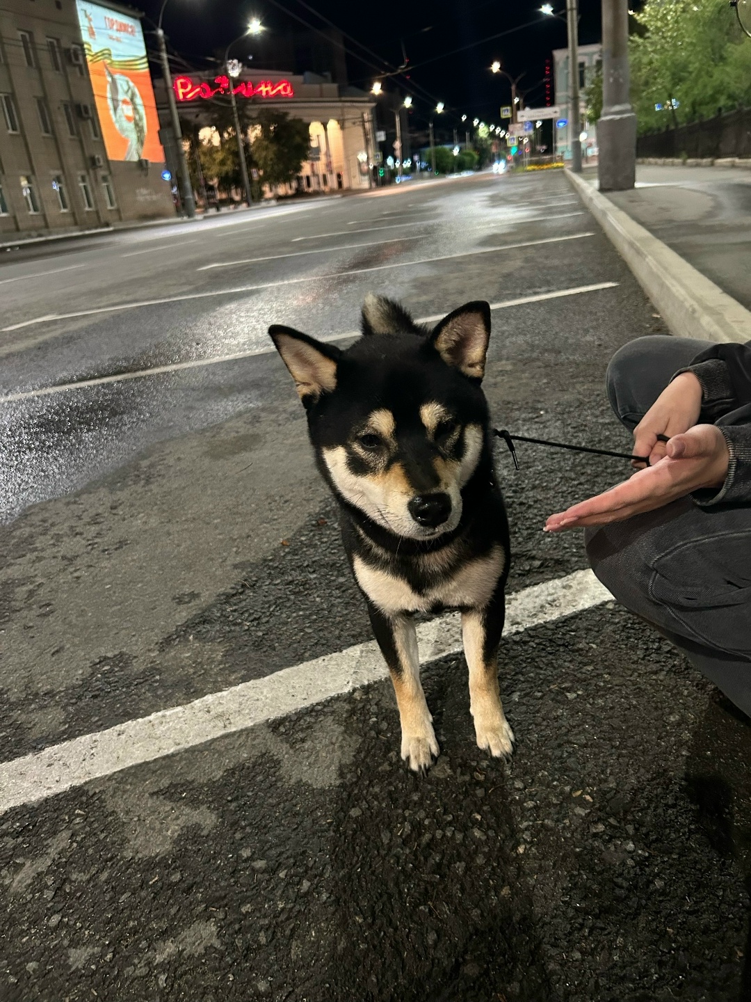 Найдена собака в Чите — фото объявления