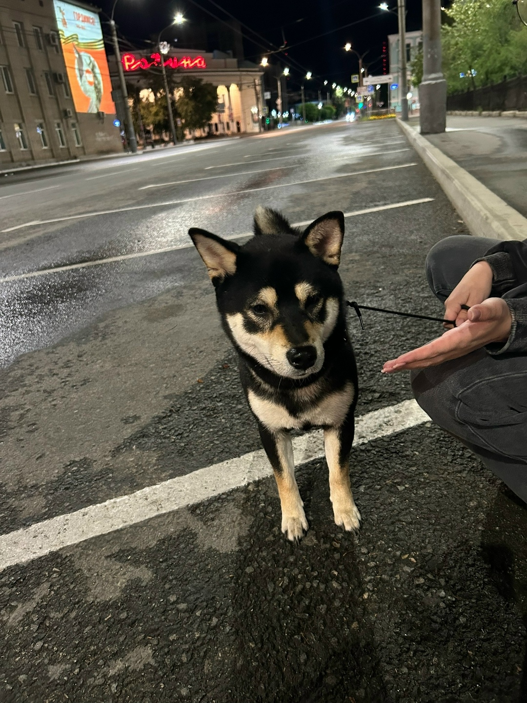 Найдена собака в Чите — фото объявления