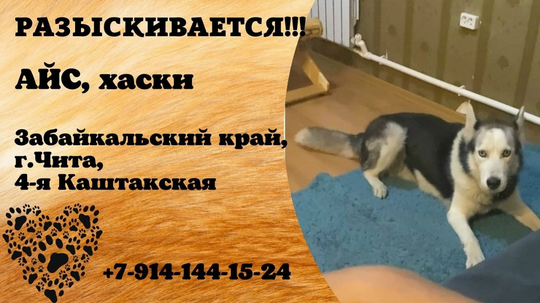 Найдена собака в Чите — фото объявления