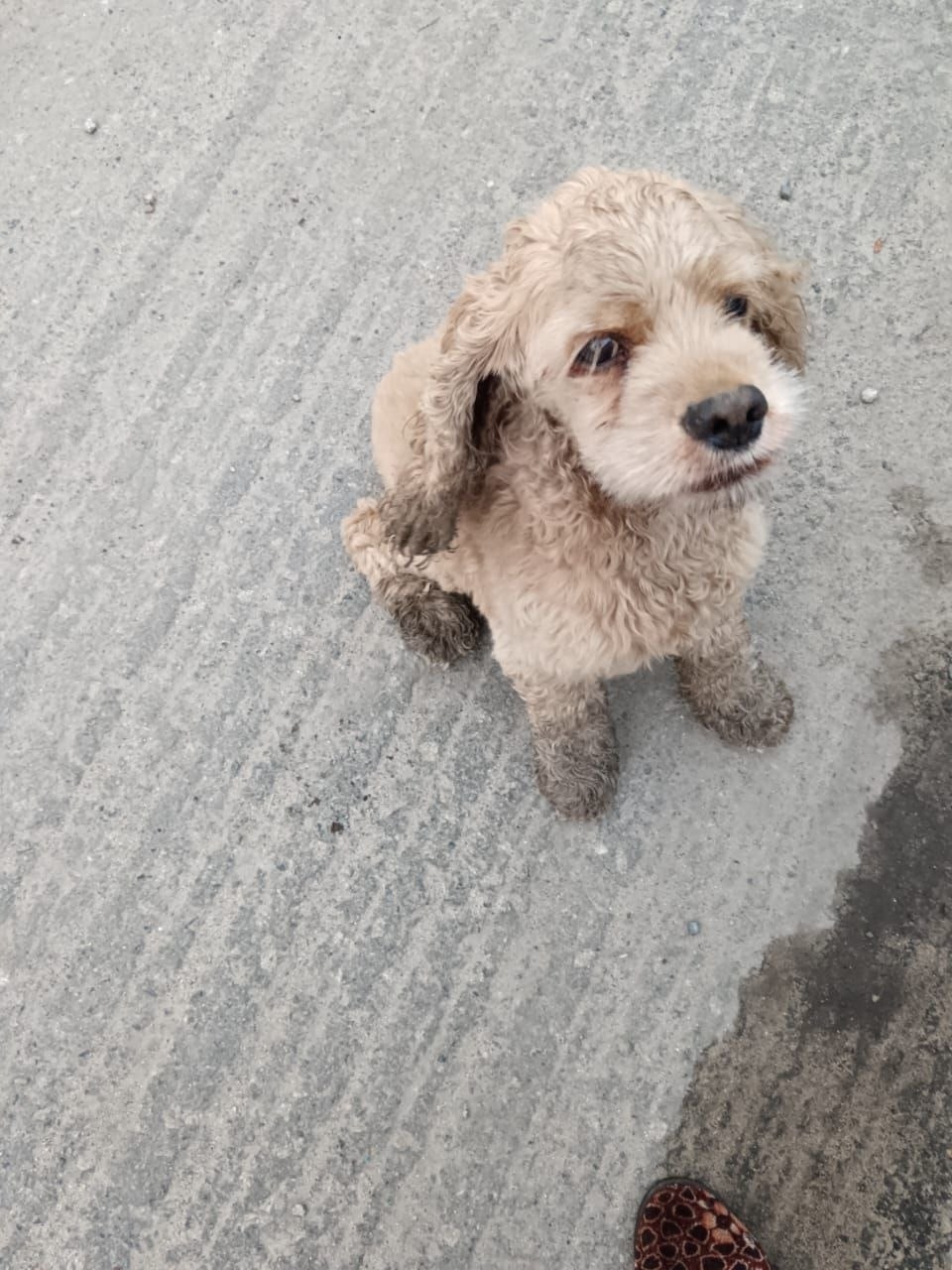 Найдена собака в Чите — фото объявления