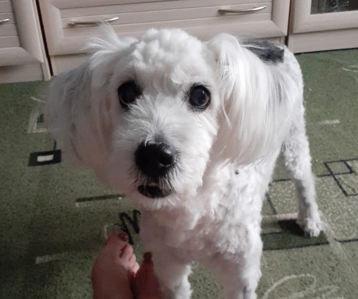 Пропала собака в Чите — фото объявления