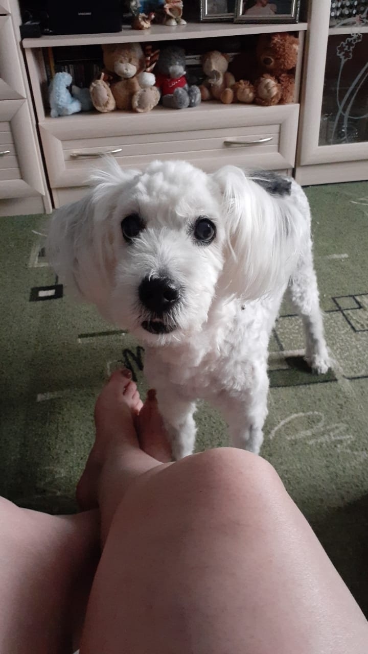 Найдена собака в Чите — фото объявления