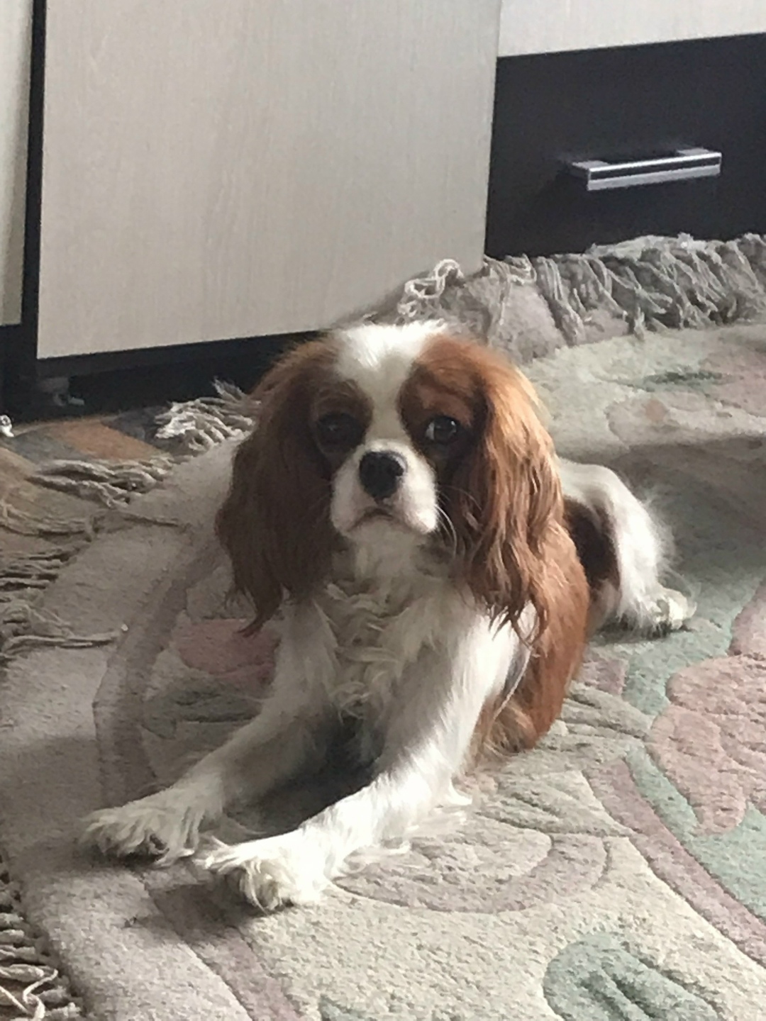 Найдена собака в Чите — фото объявления