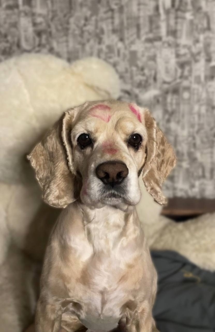 Найдена собака в Чите — фото объявления