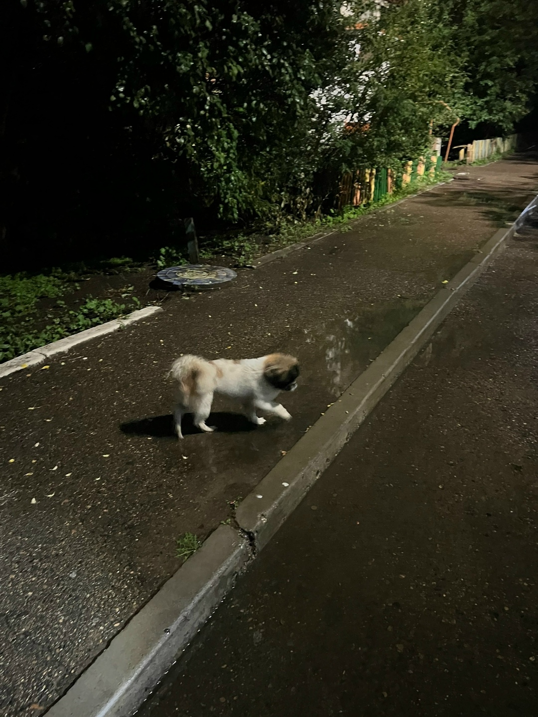 Найдена собака в Чите — фото объявления