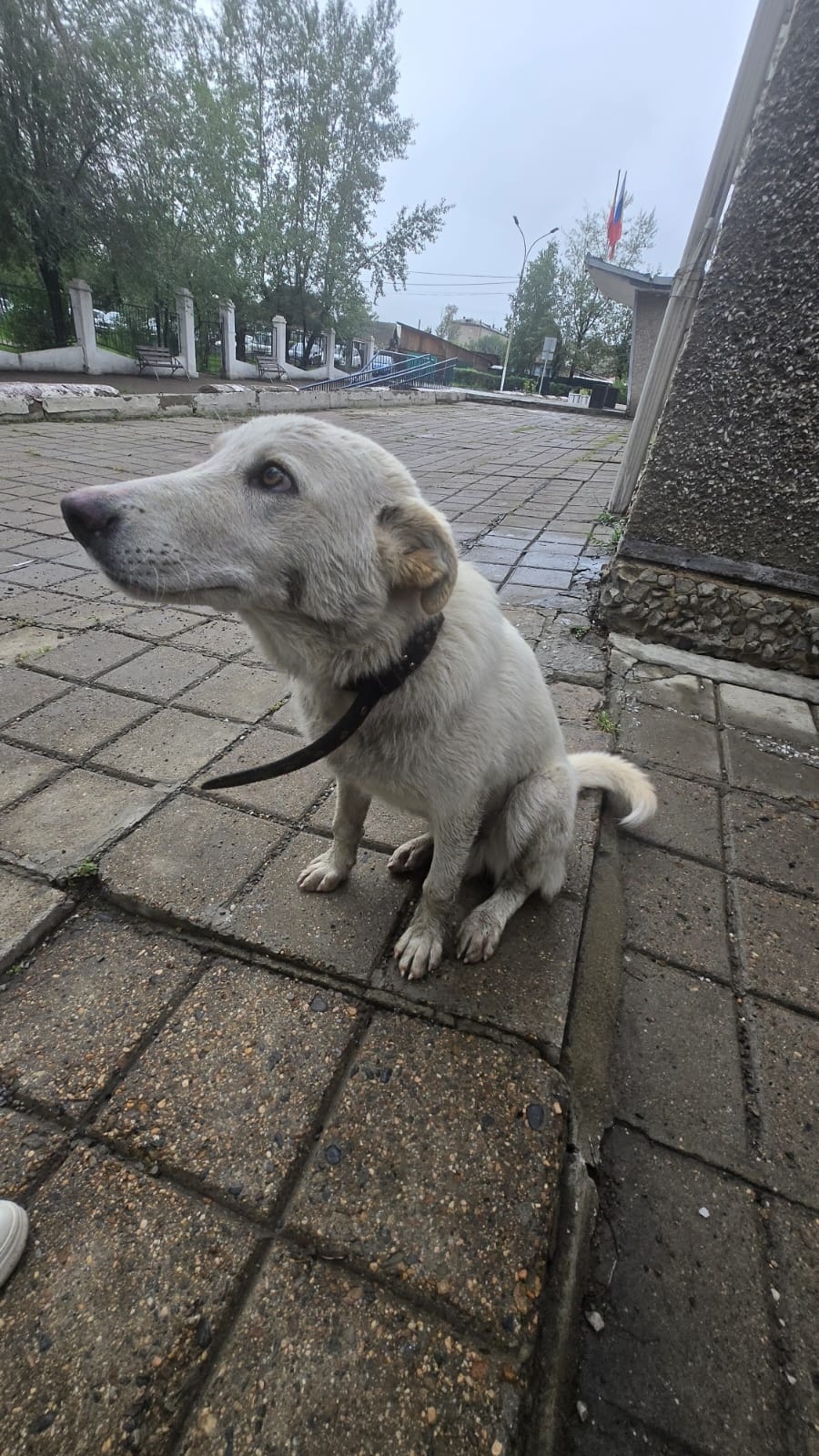 Найдена собака в Чите — фото объявления