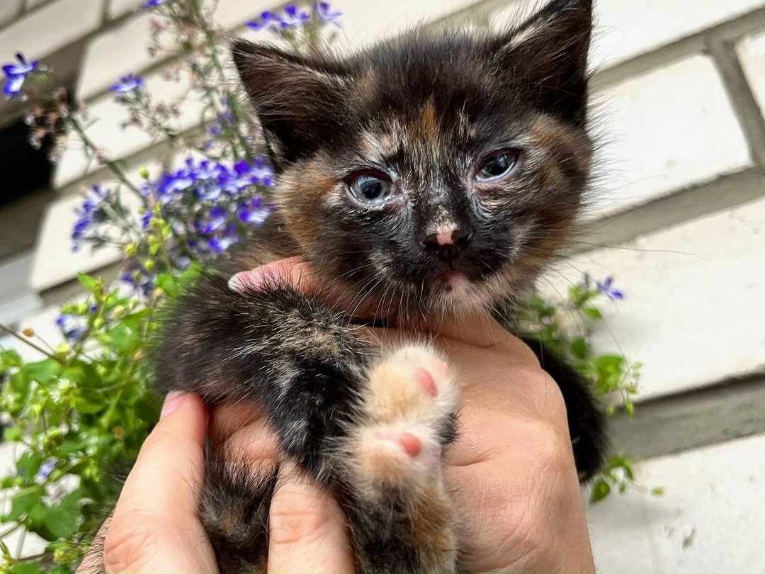 Найдена собака в Чите — фото объявления