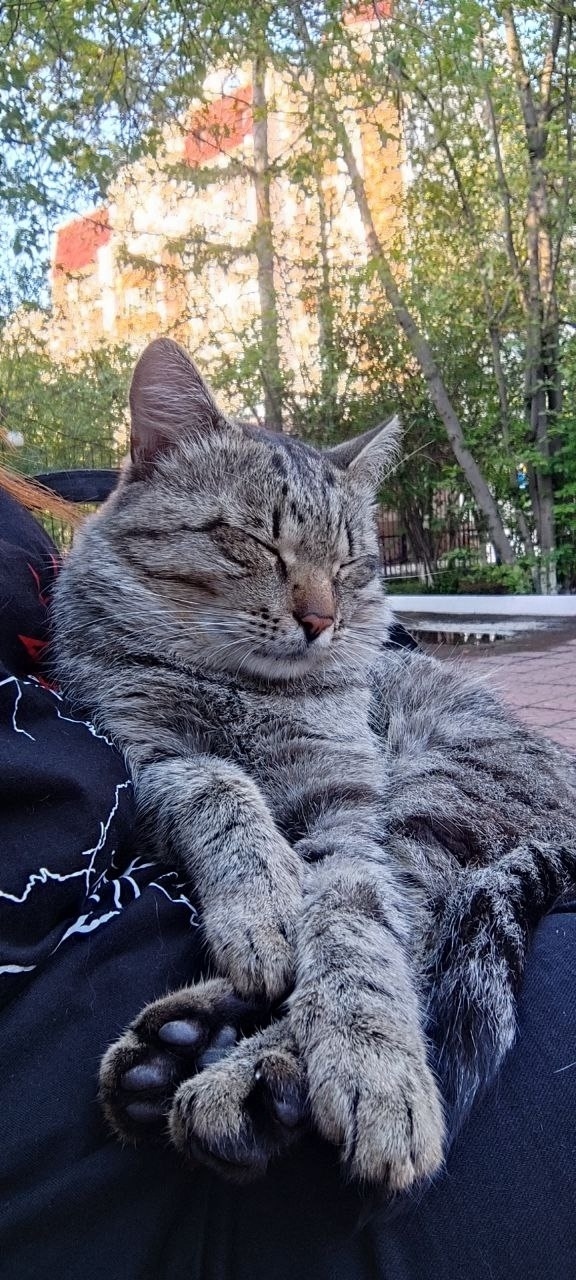 Найдена собака в Чите — фото объявления