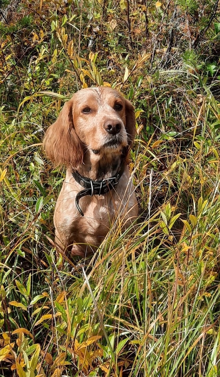 Найдена собака в Чите — фото объявления