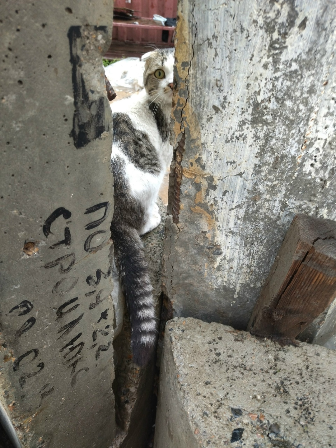 Найдена собака в Чите — фото объявления