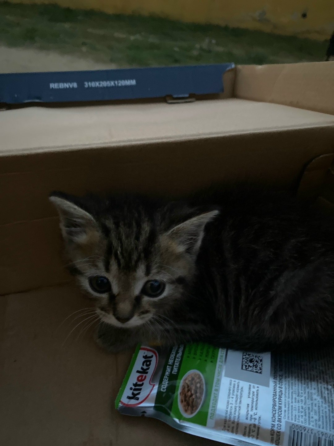 Найдена собака в Чите — фото объявления