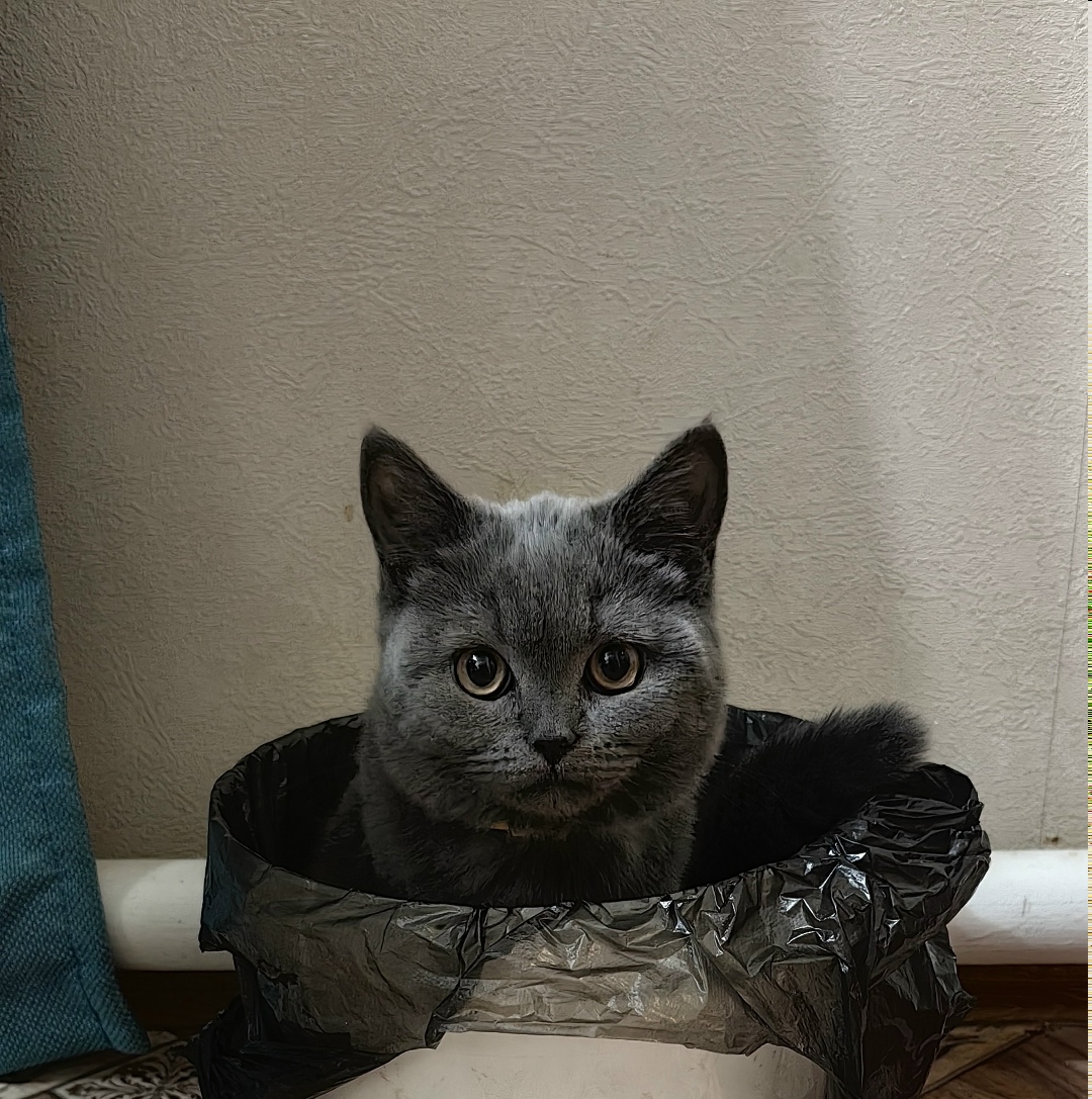 Найдена собака в Чите — фото объявления