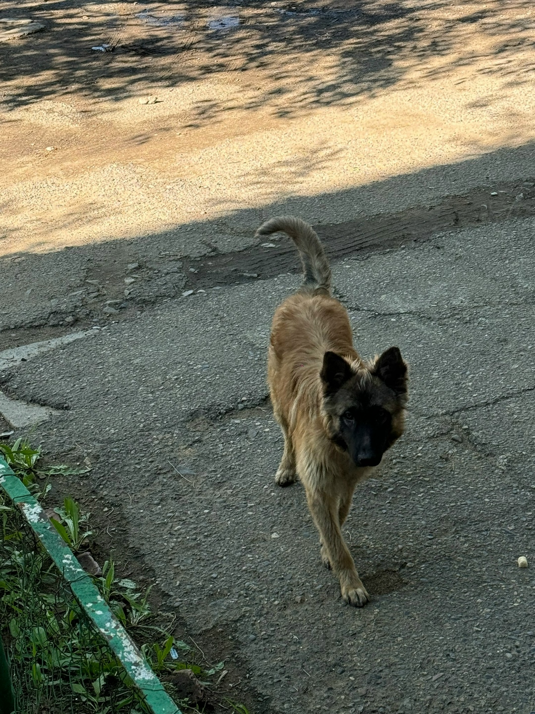 Найдена собака в Чите — фото объявления