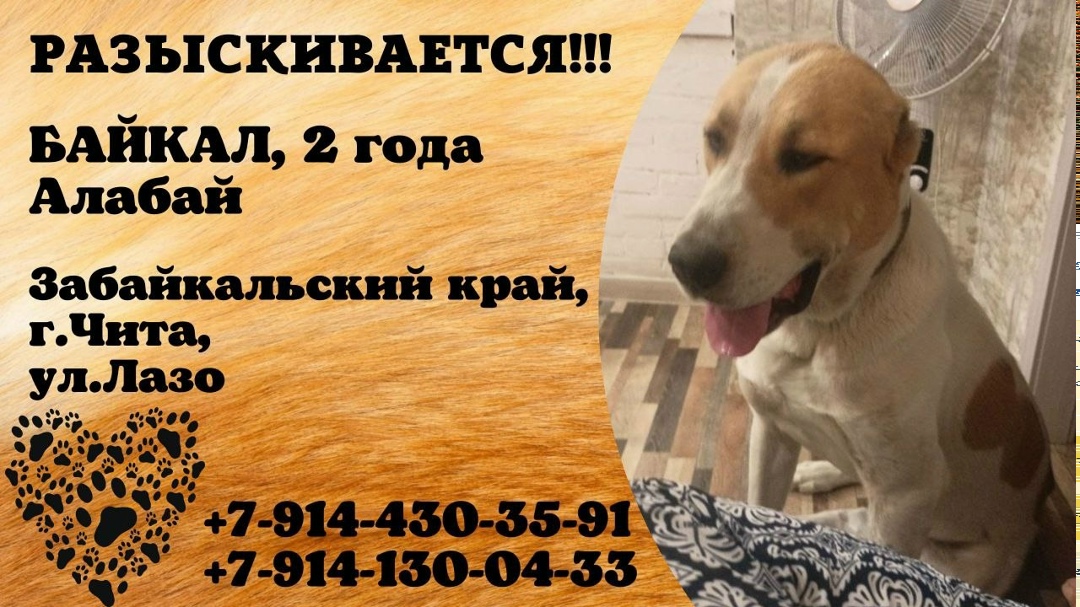 Найдена собака в Чите — фото объявления