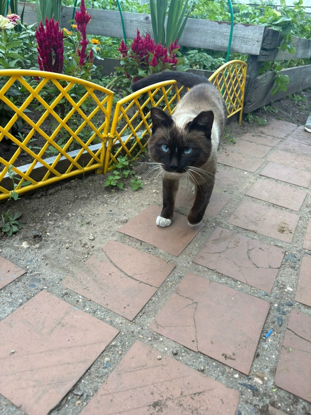 Найдена собака в Чите — фото объявления