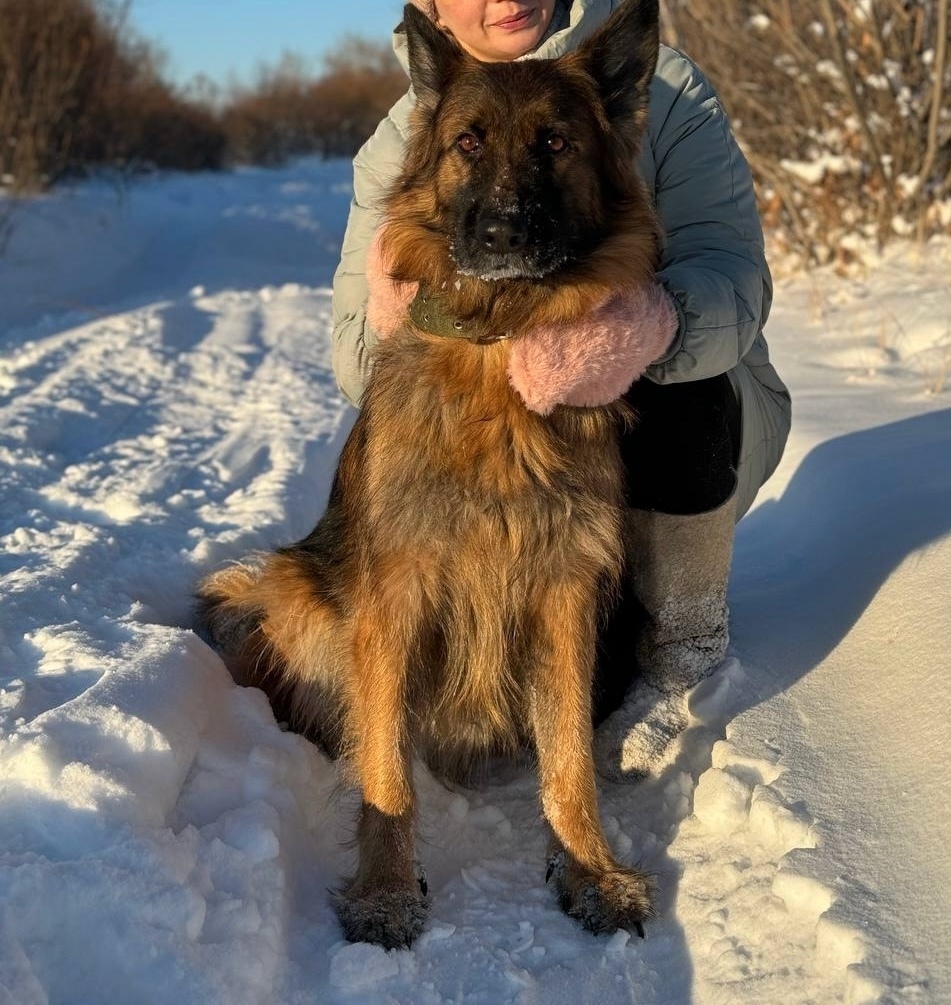 Найдена собака в Чите — фото объявления