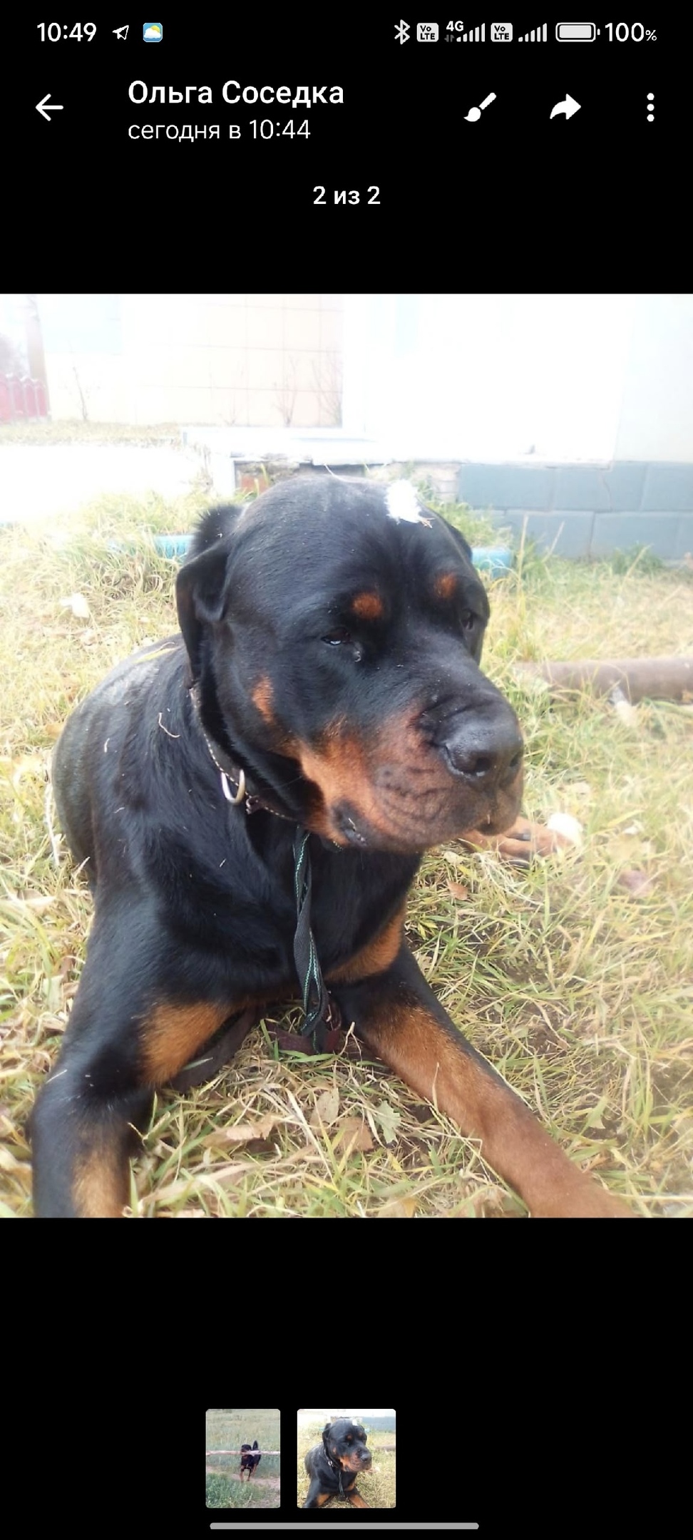 Найдена собака в Чите — фото объявления