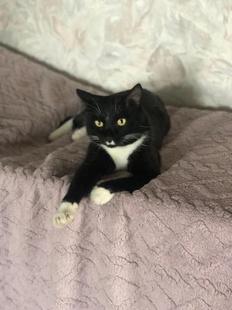 Пропала кошка в Чите — фото объявления