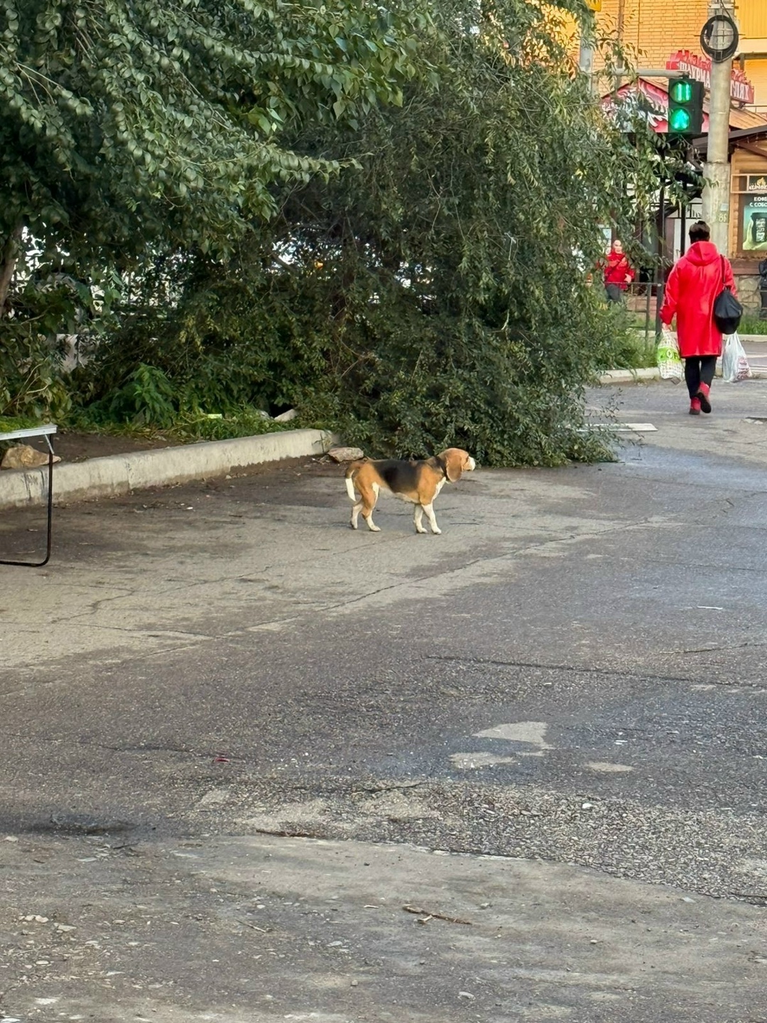 Найдена собака в Чите — фото объявления