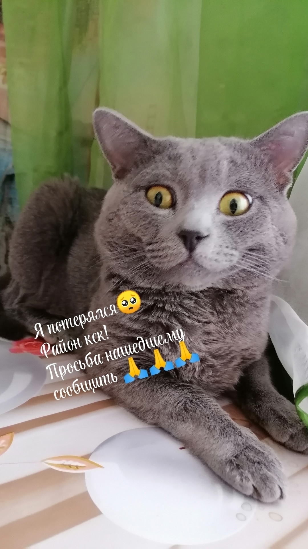 Найдена собака в Чите — фото объявления