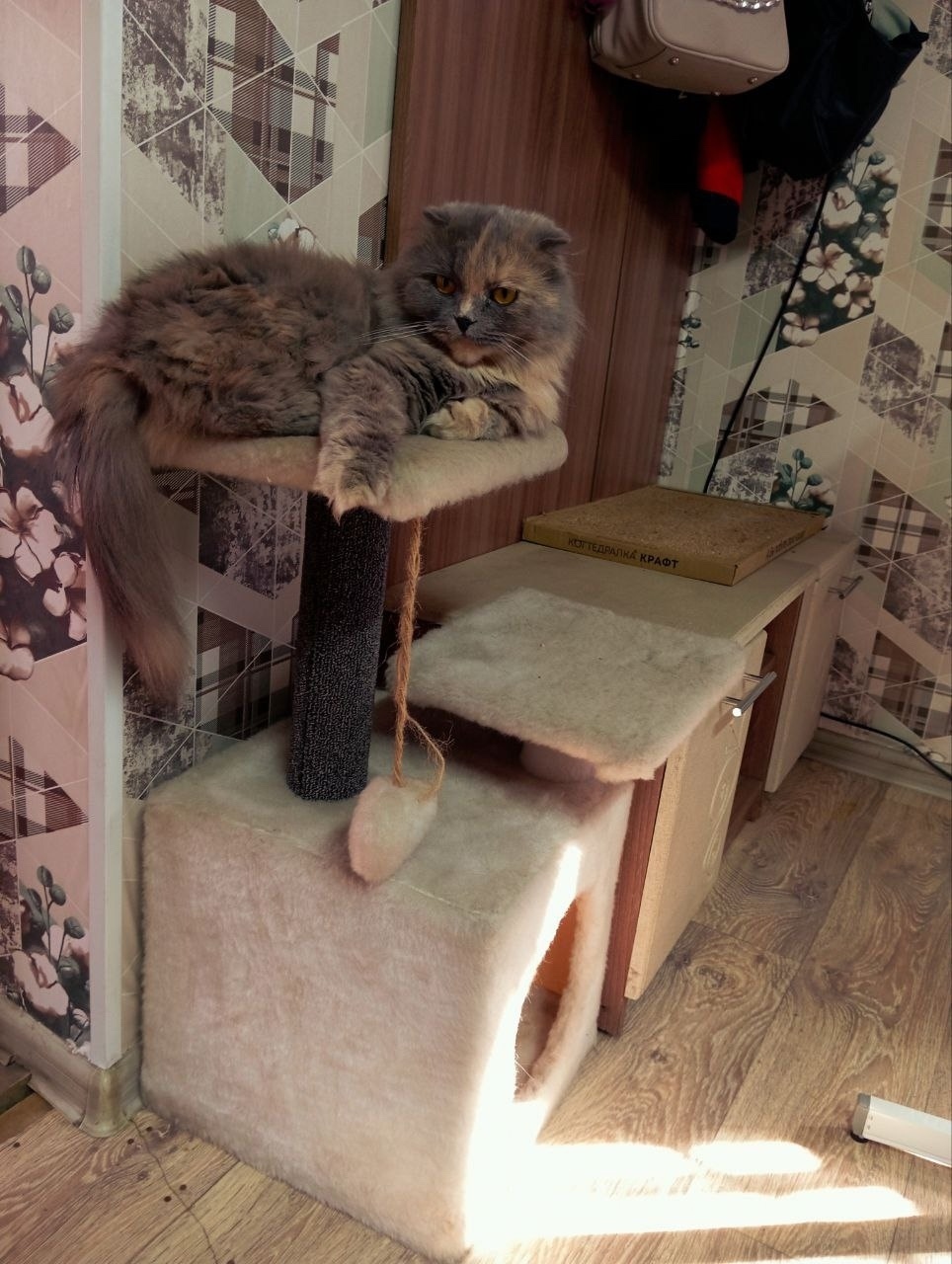 Найдена собака в Чите — фото объявления