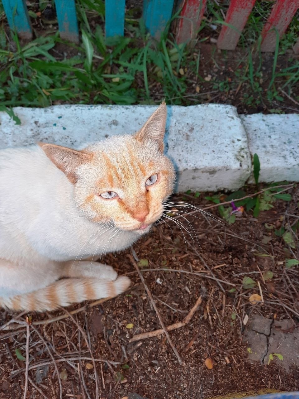 Найдена собака в Чите — фото объявления