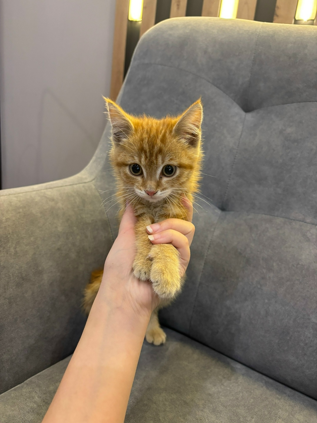 Найдена собака в Чите — фото объявления