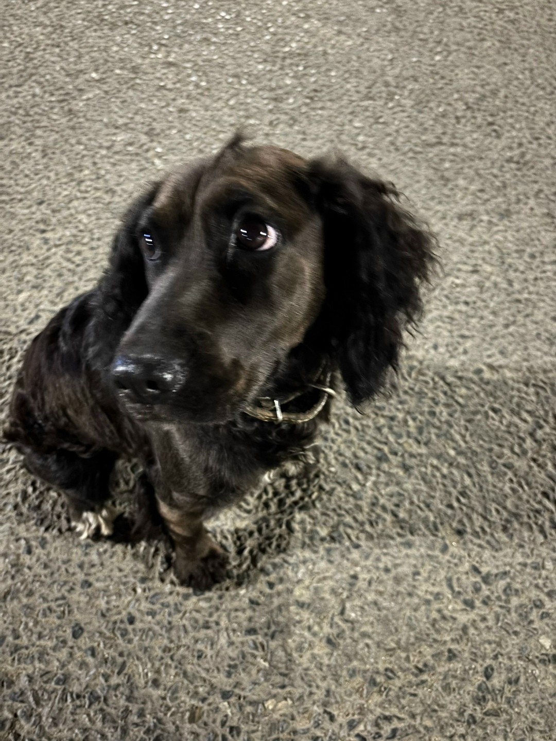 Найдена собака в Чите — фото объявления