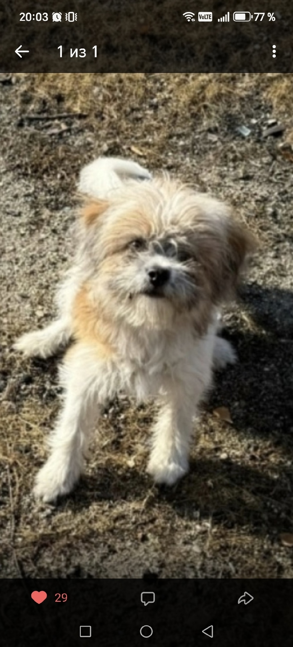 Найдена собака в Чите — фото объявления