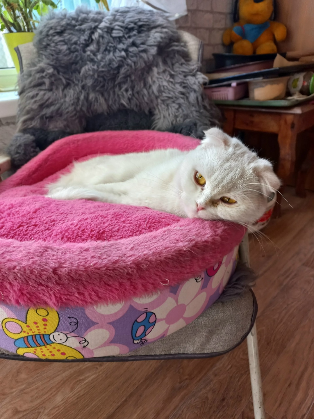 Найдена собака в Чите — фото объявления