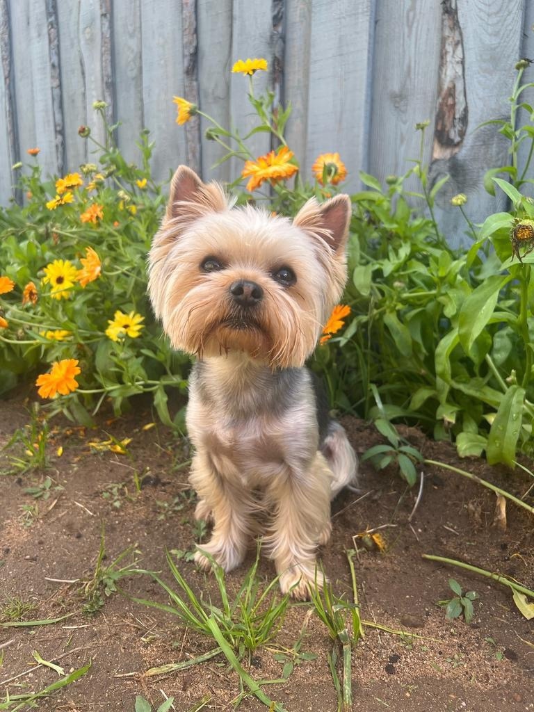 Пропала собака в Чите — фото объявления