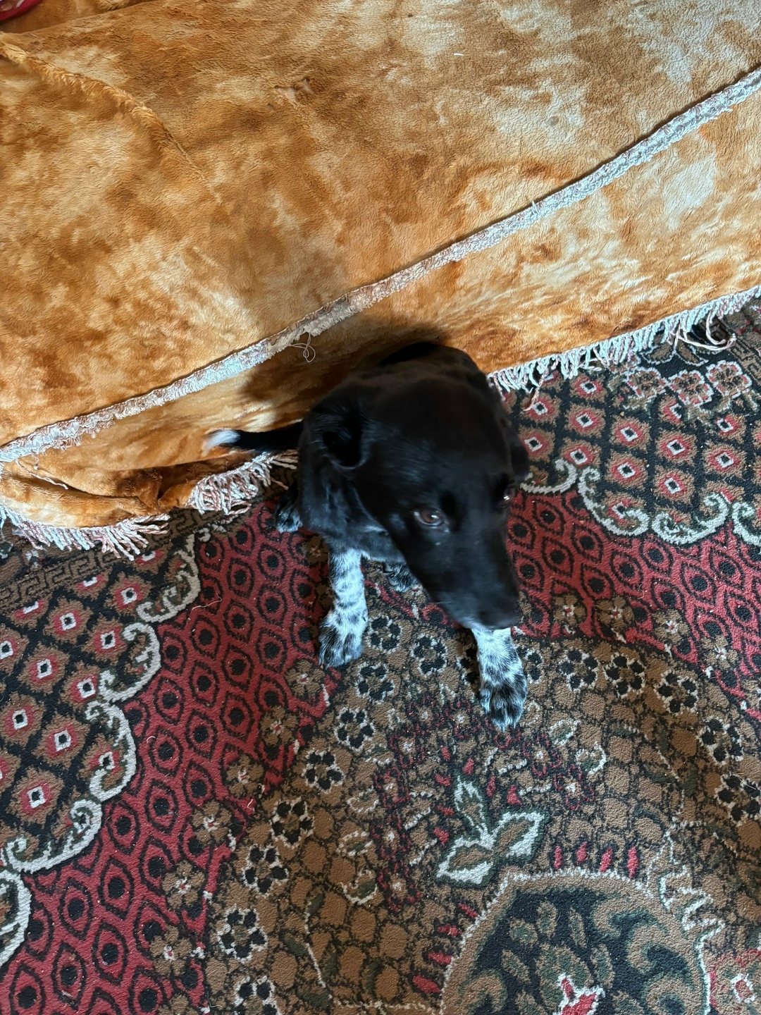 Найдена собака в Чите — фото объявления