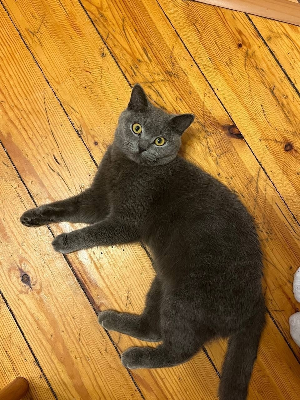 Найдена собака в Чите — фото объявления