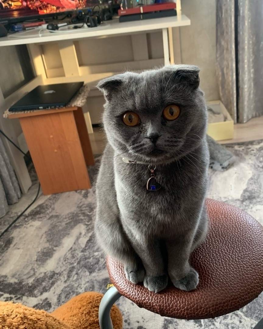 Найдена собака в Чите — фото объявления