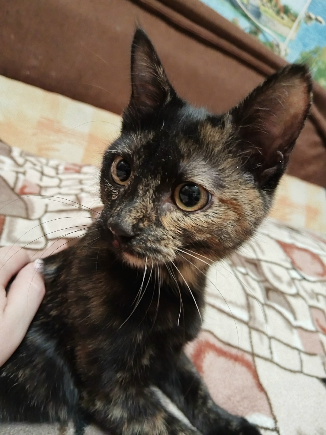 Найдена собака в Чите — фото объявления