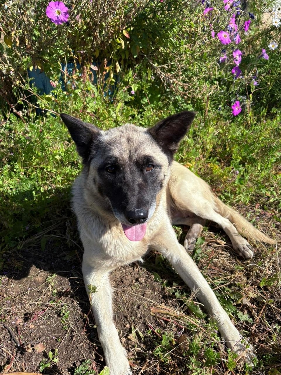 Найдена собака в Чите — фото объявления