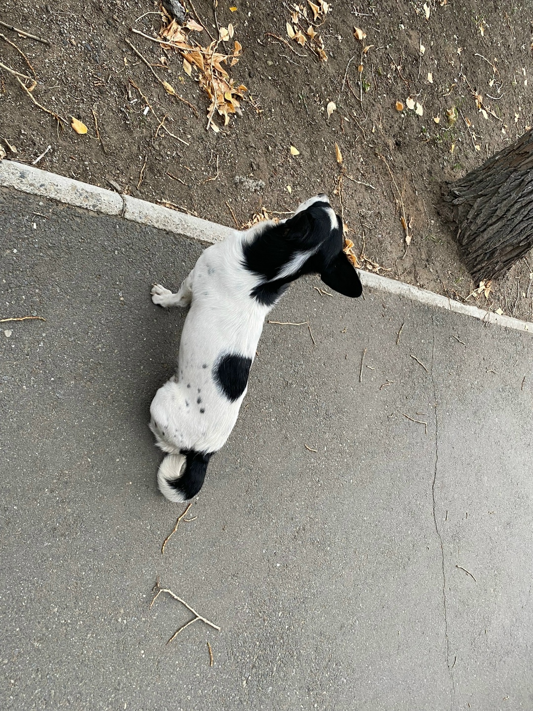 Найдена собака в Чите — фото объявления