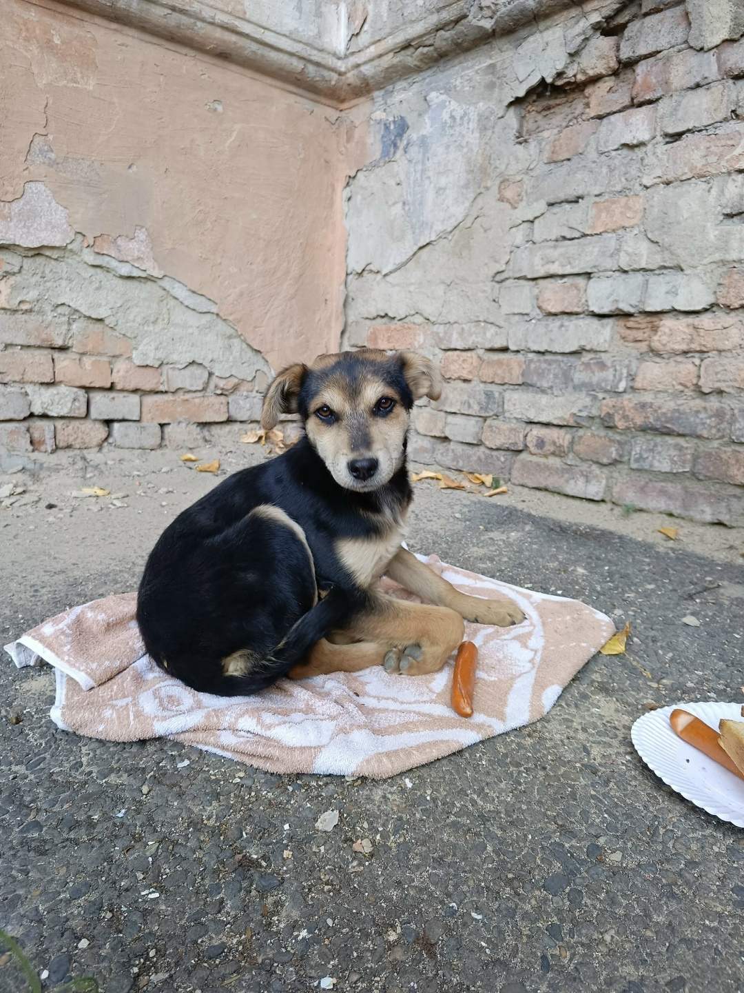 Найдена собака в Чите — фото объявления