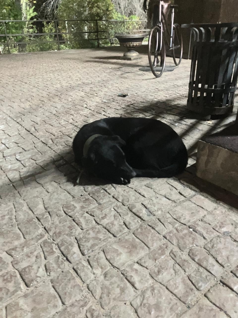 Найдена собака в Чите — фото объявления