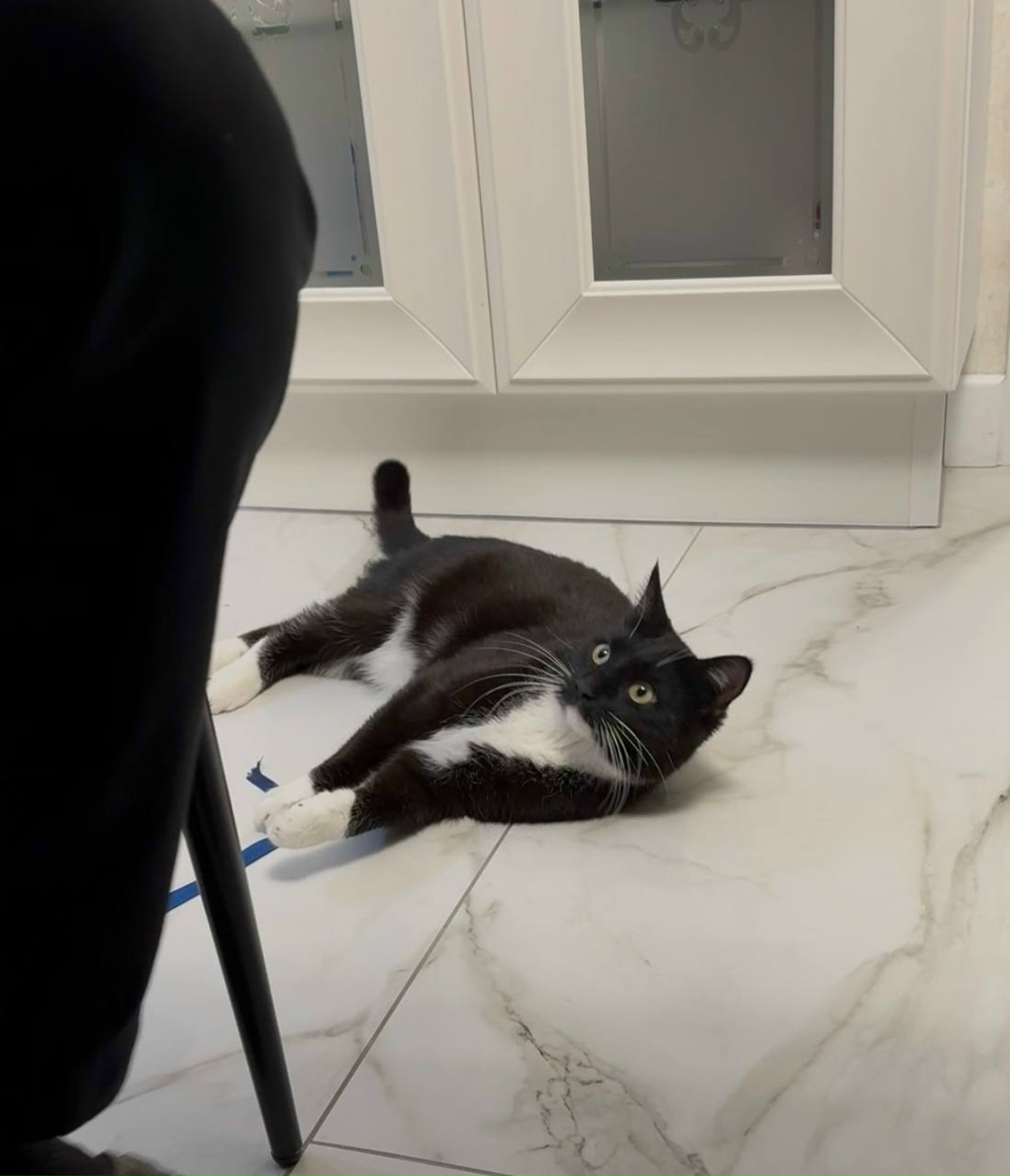 Найдена собака в Чите — фото объявления