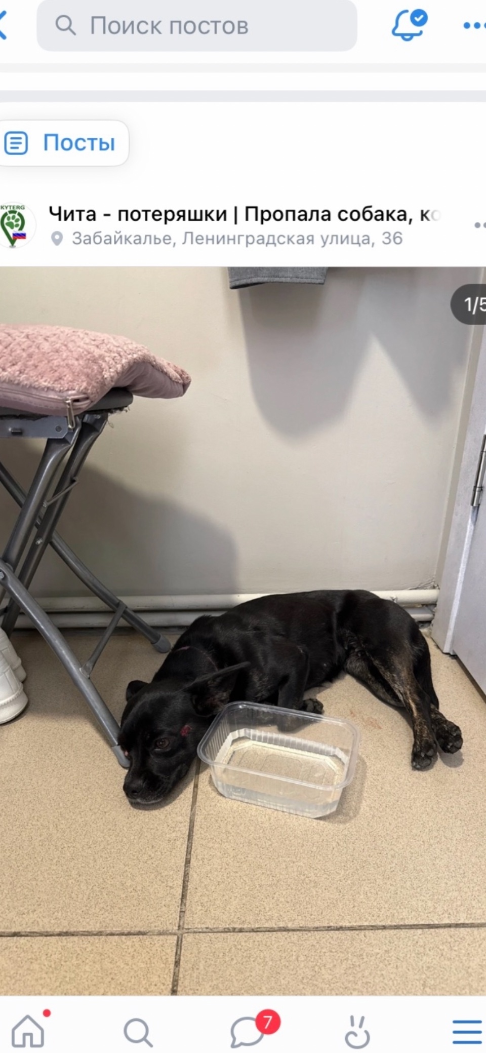Найдена собака в Чите — фото объявления