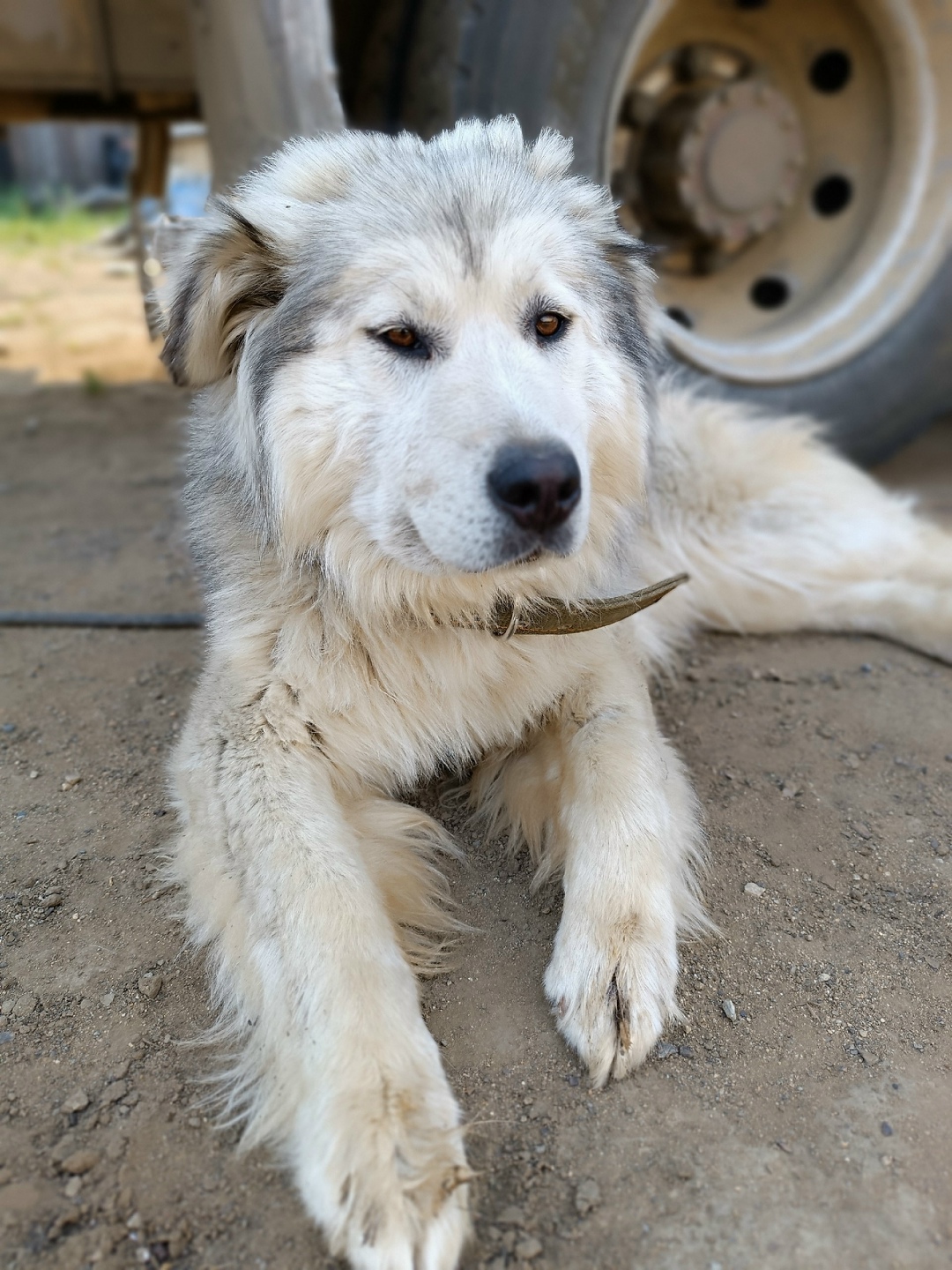 Найдена собака в Чите — фото объявления