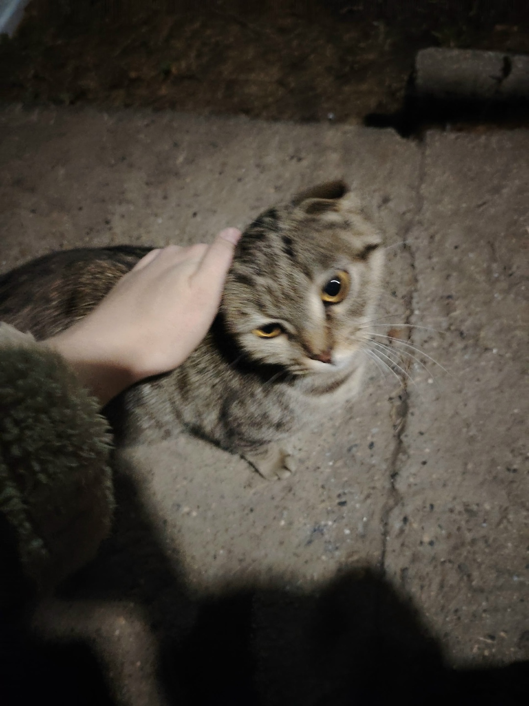 Найдена собака в Чите — фото объявления