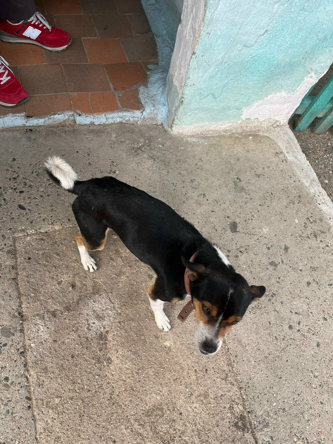 Найдена собака в Чите — фото объявления