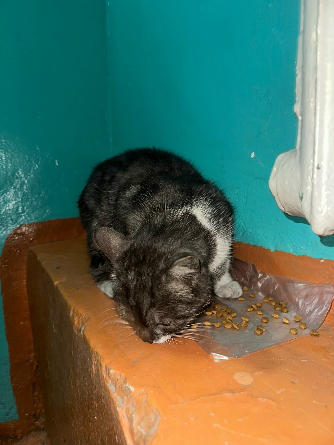 Найдена собака в Чите — фото объявления