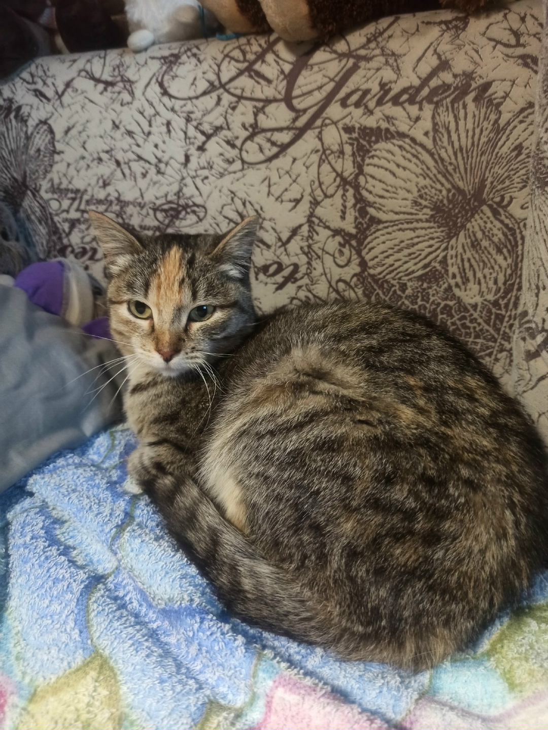 Найдена собака в Чите — фото объявления